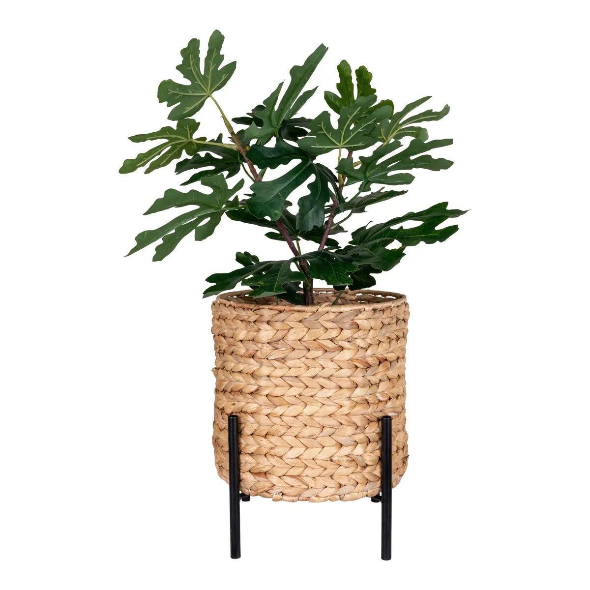 Cache-pot en jacinthe d’eau tressée avec figuier sur pieds noirs H28 cm