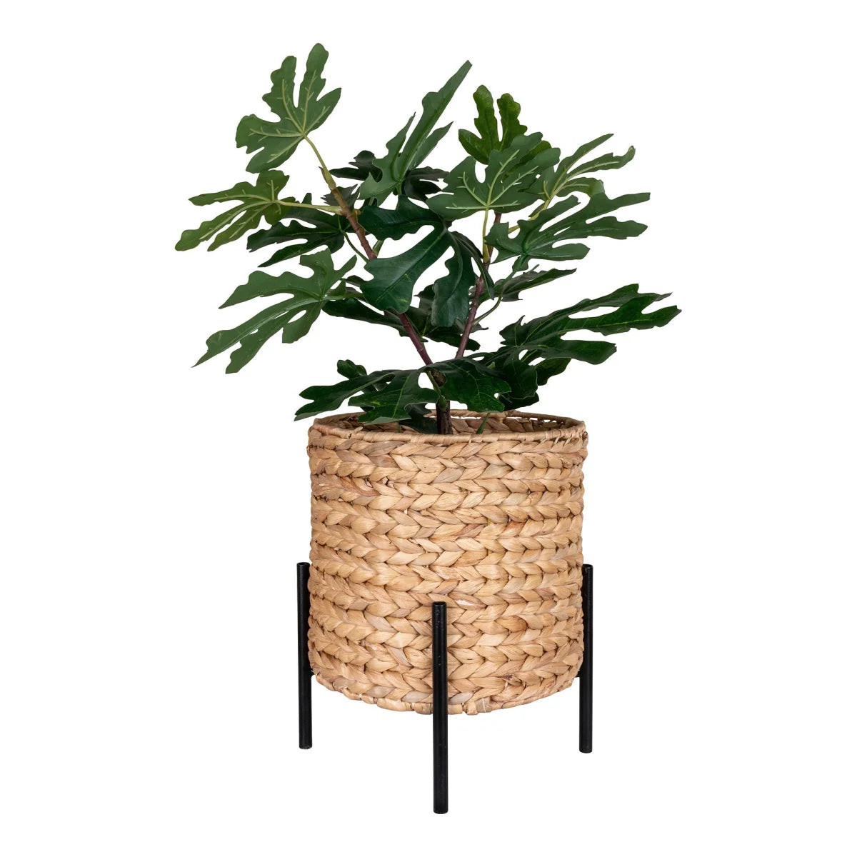 Cache-pot en jacinthe d’eau tressée sur pieds noirs avec figuier, H28 cm