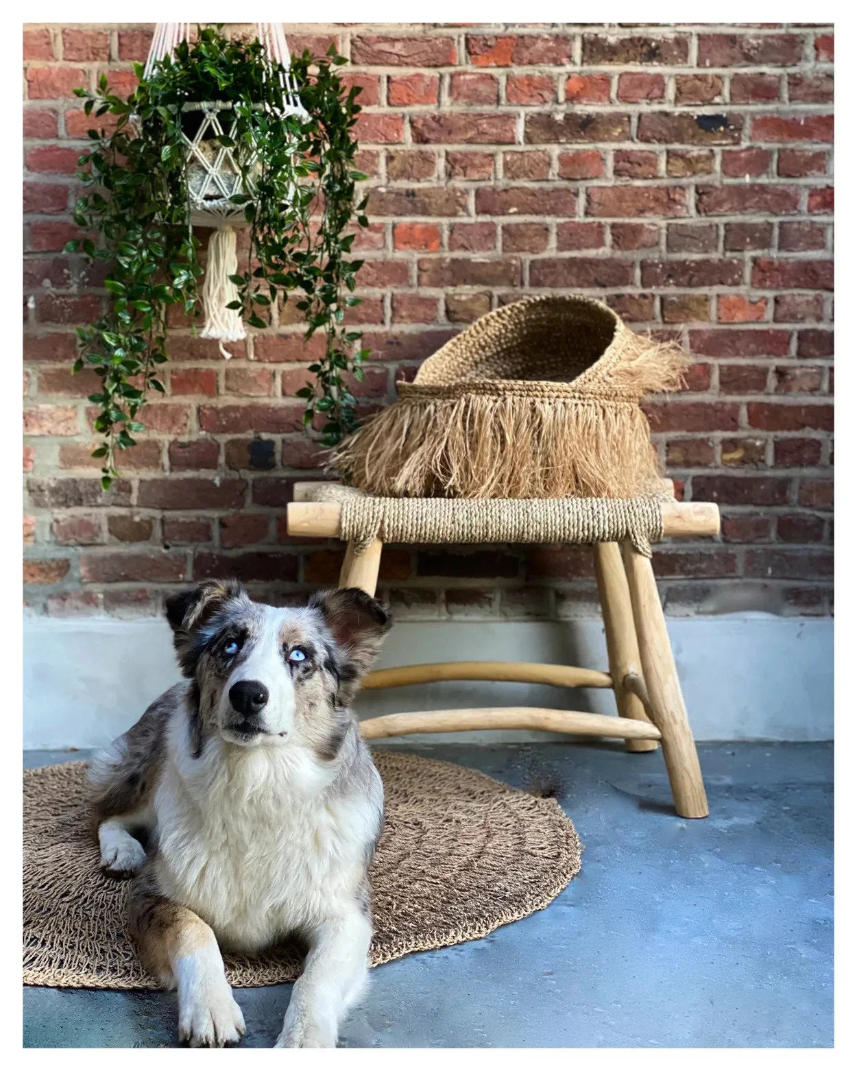 Chien Australian Shepherd tricolore à yeux bleus sur suspension macramé coton blanc